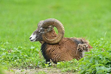 《欧洲卡车模拟2》“俄罗斯之心”DLC上架Steam商城页面